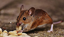 24 Hour & Emergency Exterminators in East Elmhurst, NY